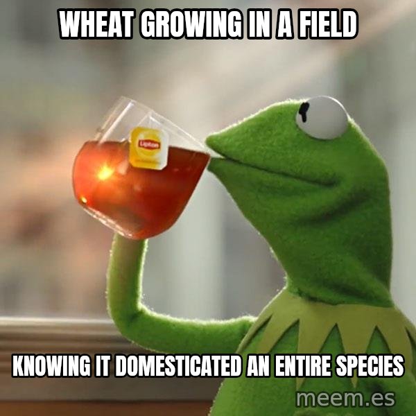 Kermit The Frog Drinking Tea meme: Wheat growing in a field / Knowing it domesticated an entire species