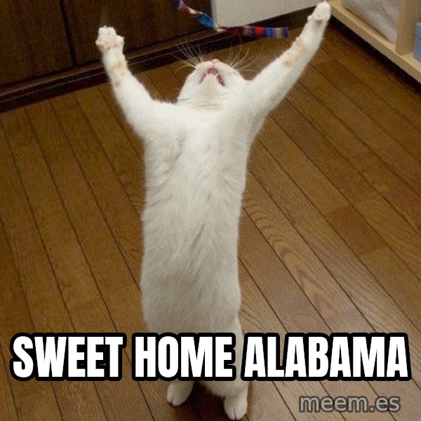 praise the lord cat meme: SWEET HOME ALABAMA