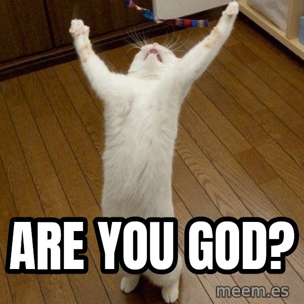praise the lord cat meme: are you god?