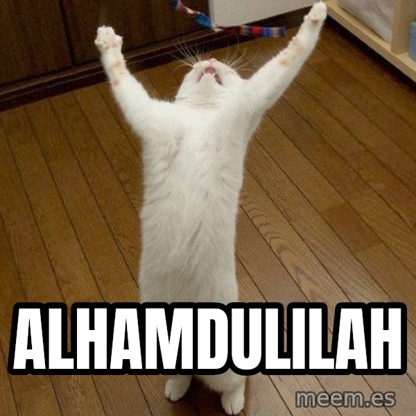 praise the lord cat meme: Alhamdulilah