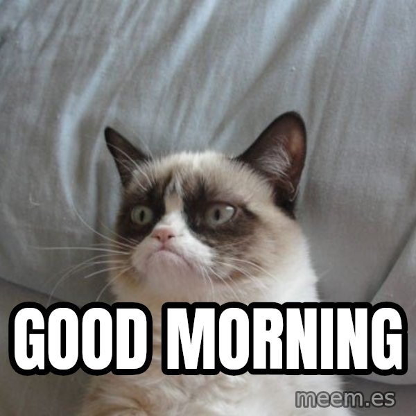 Grumpy cat good meme: good Morning