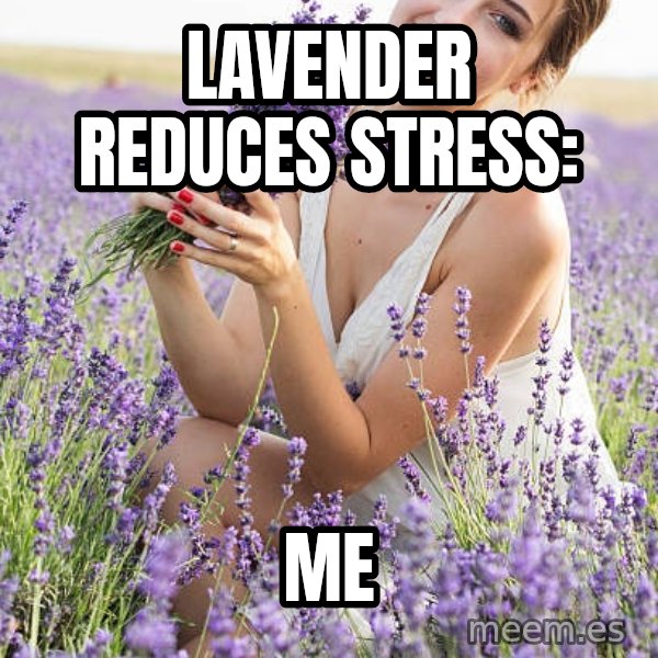 Lavender Reduces Stress : Me meme: Lavender reduces stress: / Me