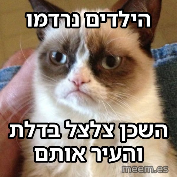 החתולה הזועפת meme: הילדים נרדמו / השכן צלצל בדלת והעיר אותם