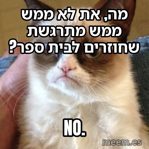 החתולה הזועפת meme: מה, את לא ממש ממש מתרגשת שחוזרים לבית ספר? / NO.