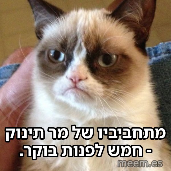 החתולה הזועפת meme: מתחביביו של מר תינוק - חמש לפנות בוקר.