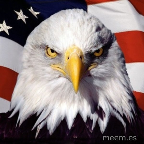 American Pride Eagle meme template