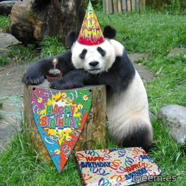 Happy Birthday Panda meme template