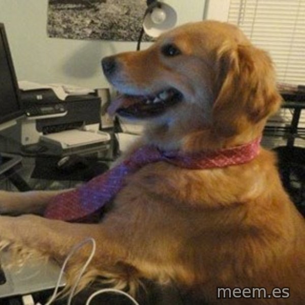 I have no idea what I'm doing - Dog with Tie meme template