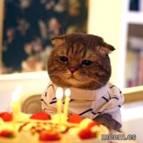 Birthday Cat meme template