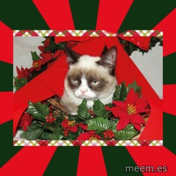 GRUMPY CAT ON CHRISTMAS meme template