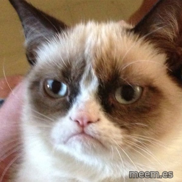 Angry Cat Meme meme template